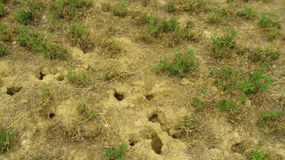 El Itacyl avisa de que los agricultores tendrán que acostumbrarse a vivir con los topillos