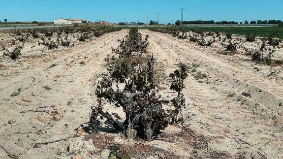 Las pérdidas por la sequía y el hielo ascienden a unos 60 millones de euros en Segovia