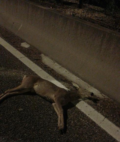 Encuentran el cadáver de un corzo en el casco urbano de Valladolid