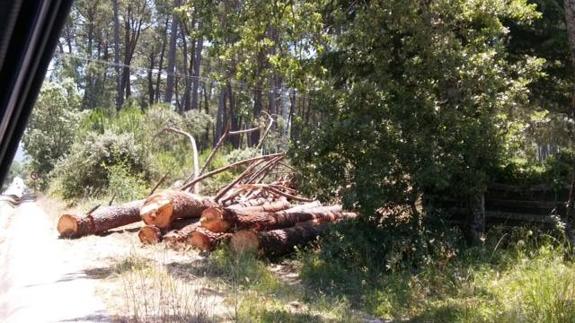 Denuncian la tala «indiscriminada» en un pinar centenario de Ávila