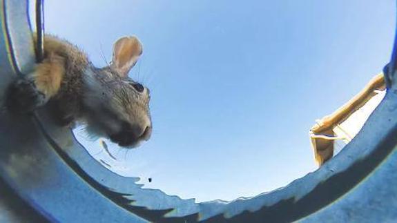 Si dejásemos un cubo de agua en el desierto cuántos animales se acercarían