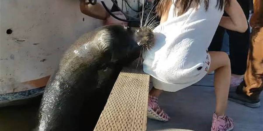 La niña que fue arrastrada por un león marino se recupera de una infección