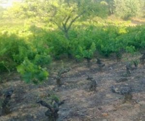 Hurones y cacerías contra la plaga de conejos que afecta a la vid en el Bierzo