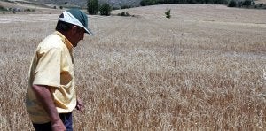 La Junta eleva el 7% la previsión al alza de la cosecha de cereal en la provincia
