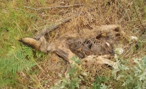 Aparecen dos lobos decapitados en Riaño
