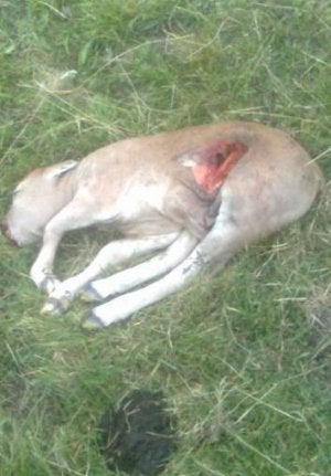 Los ganaderos atribuyen la muerte de dos vacas en El Bierzo al ataque de un oso