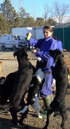 El refugio de la protectora en Segovia tiene recogidos 70 perros y 25 gatos