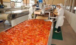 El Bierzo duplica en el último año la producción de pimiento asado