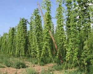 León acapara la producción nacional de lúpulo, con 520 hectáreas cultivadas